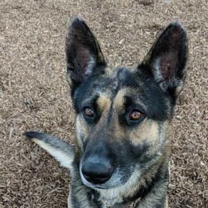 Meet your Posher, Chuck